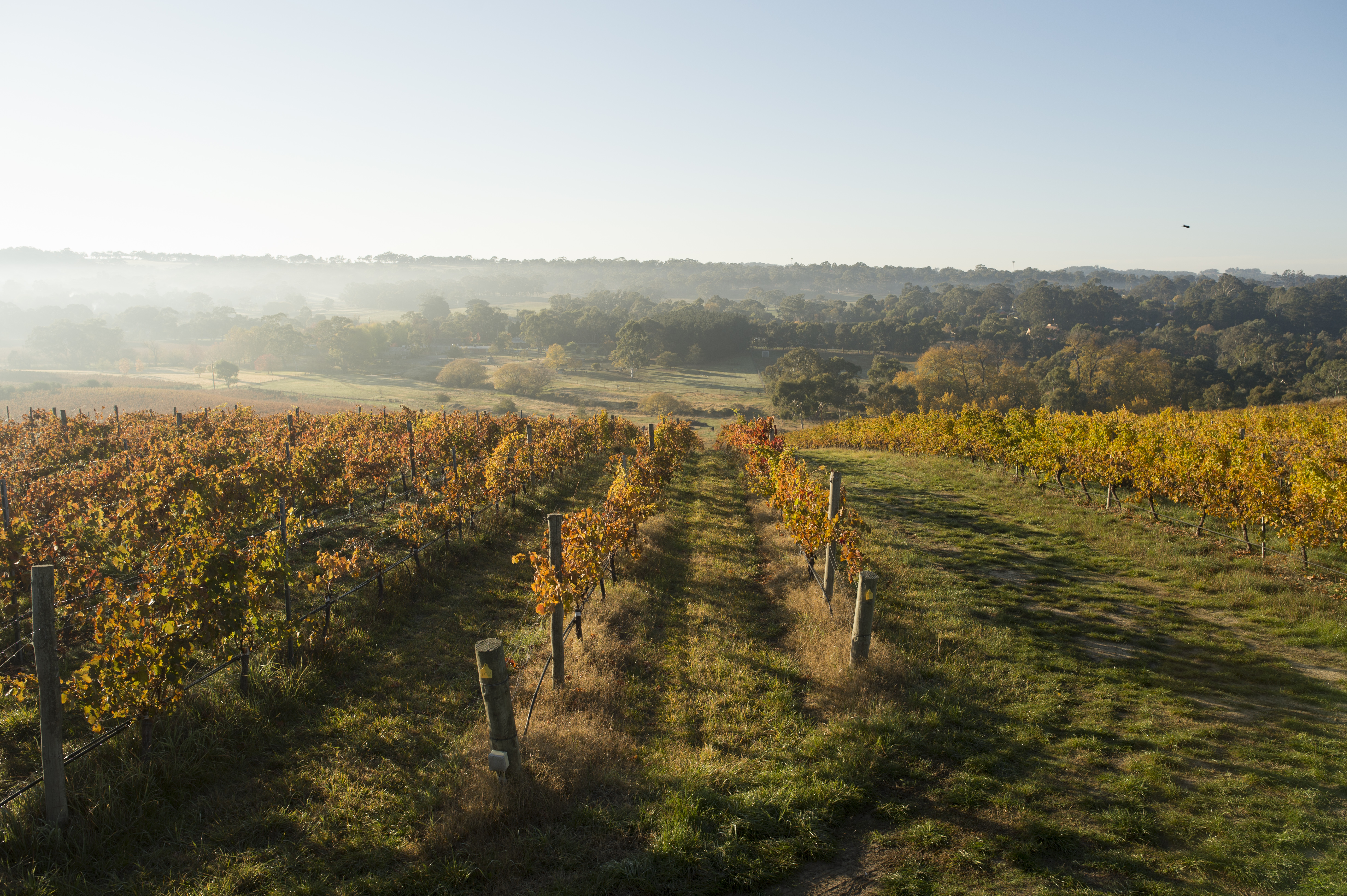 Barristers Block Premium Wines vineyards 